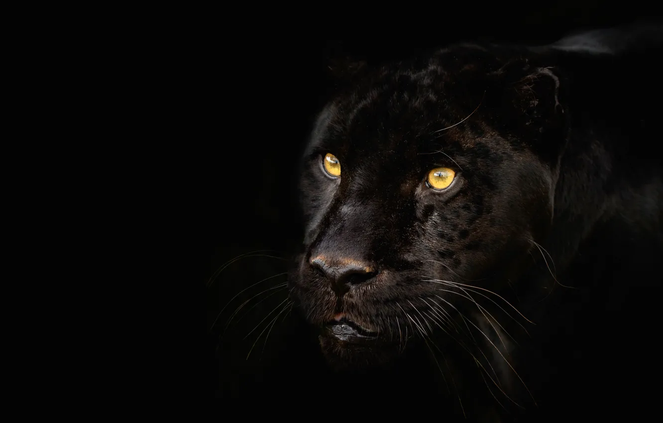 Photo wallpaper look, face, portrait, Panther, black background