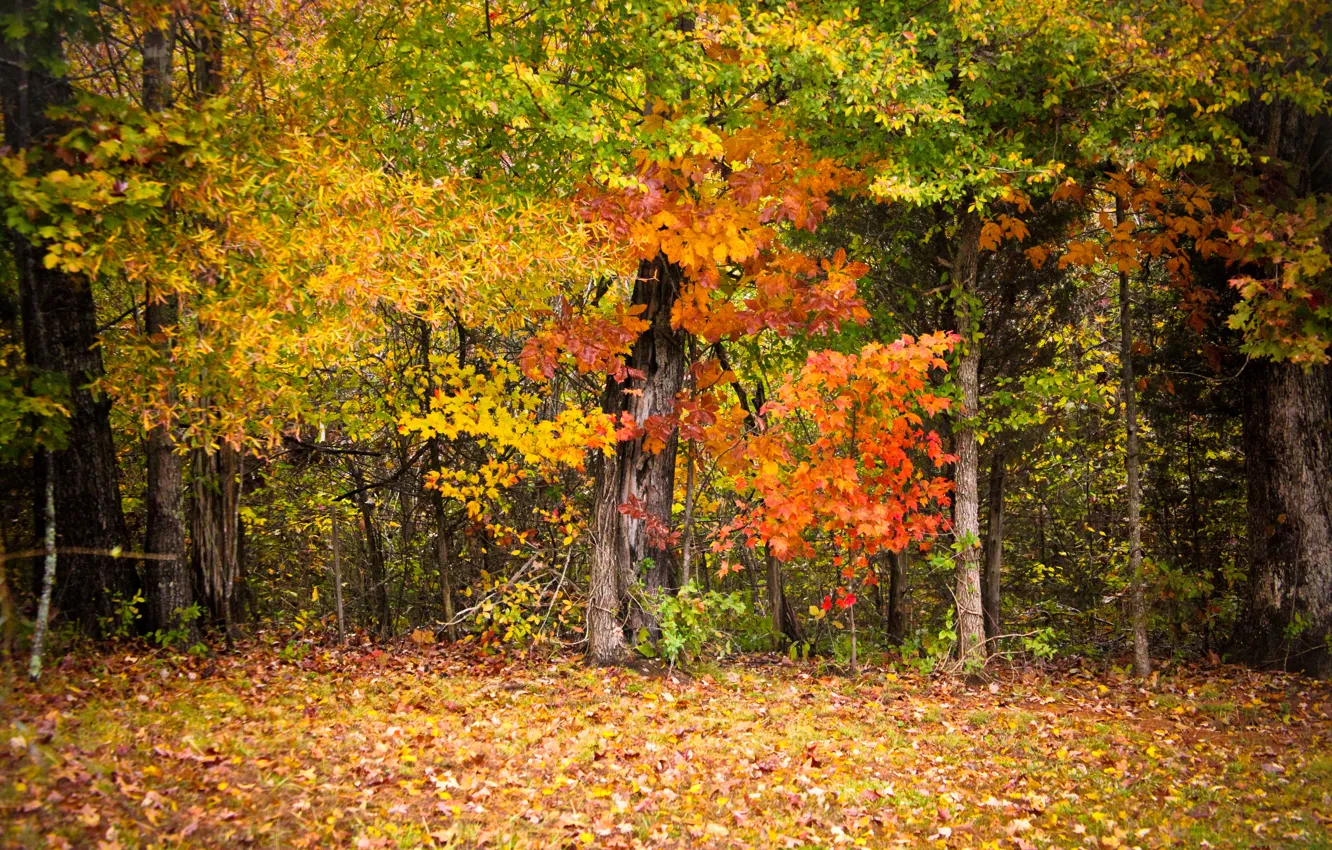 Photo wallpaper autumn, leaves, trees, colorful