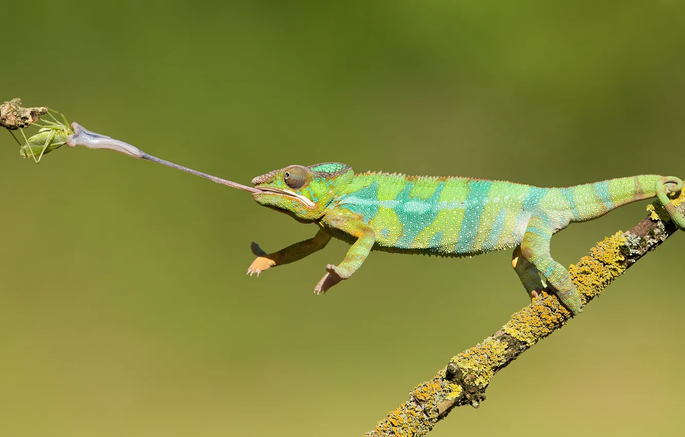 Photo wallpaper language, branches, nature, chameleon, lizard, insect