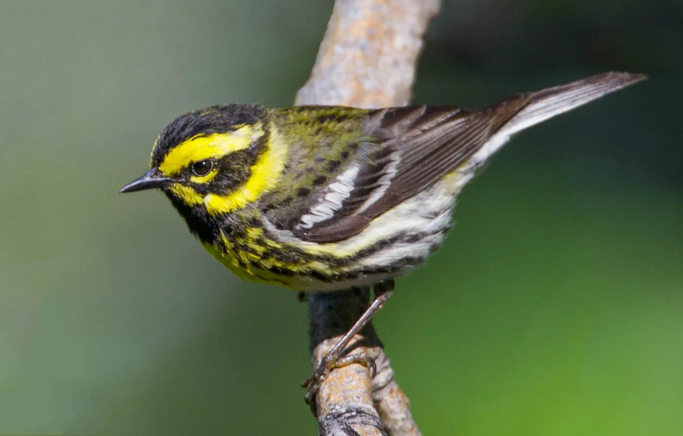 Photo wallpaper bird, branch, beak, tail, fearful forest songster