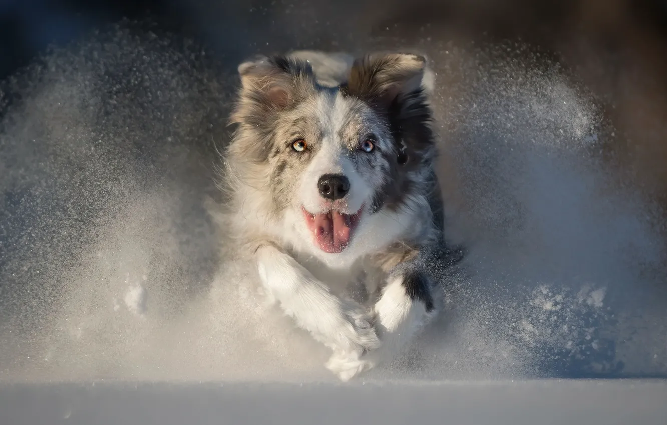 Photo wallpaper winter, face, snow, dog, running, Australian shepherd