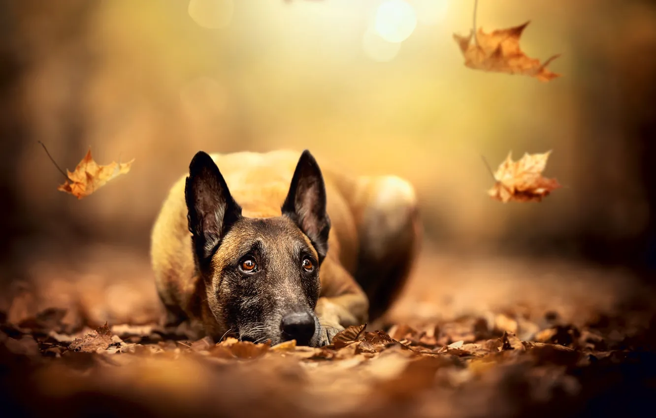 Photo wallpaper autumn, face, leaves, dog, blur, ears, fallen leaves, Malinois