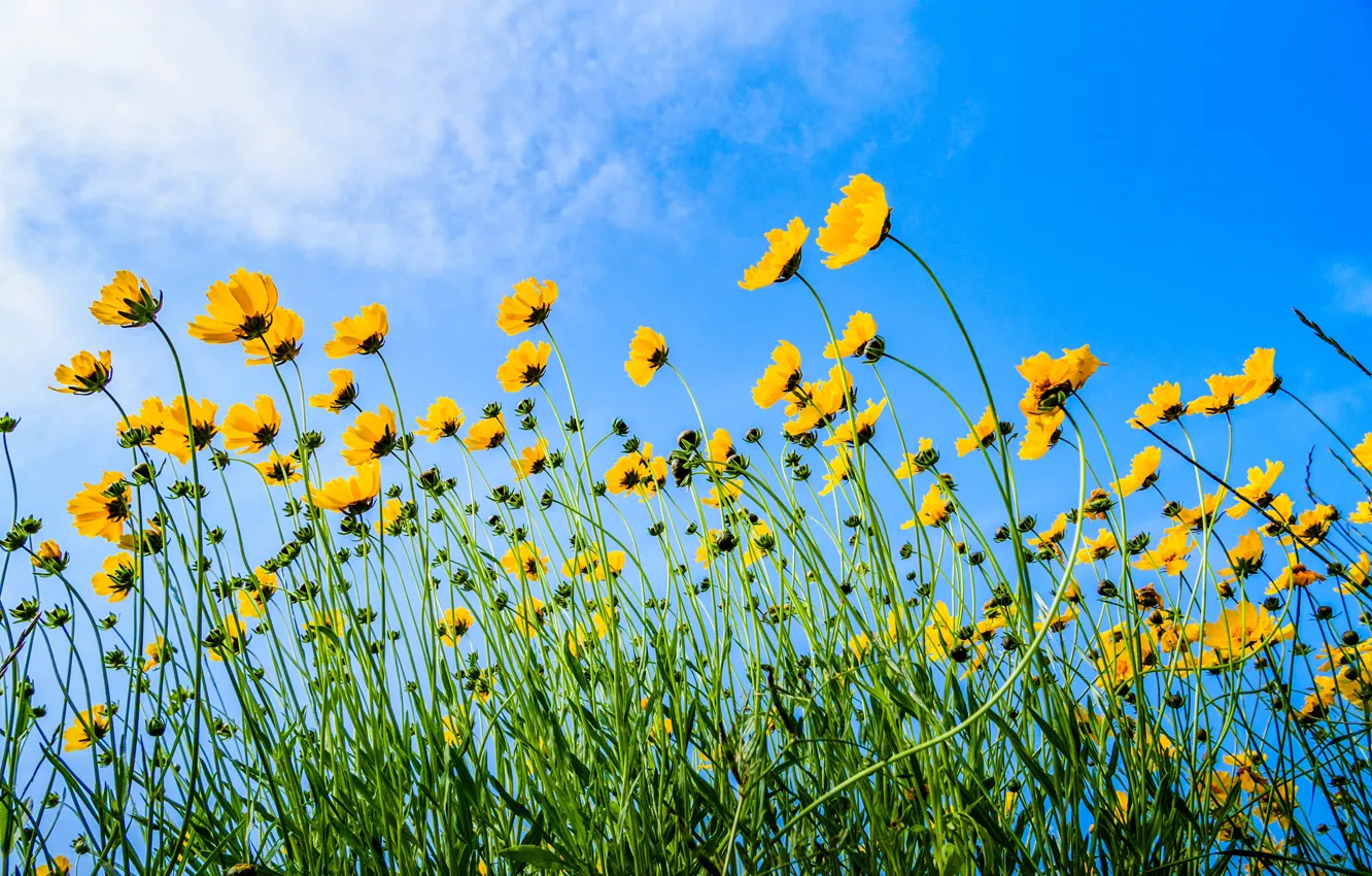 Photo wallpaper the sky, flowers, stem, kosmeya