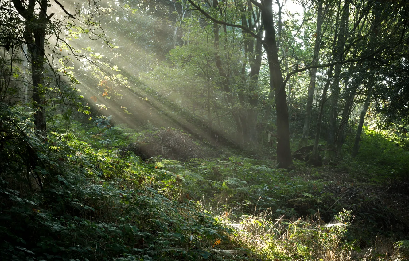 Photo wallpaper forest, grass, trees, UK, the rays of light