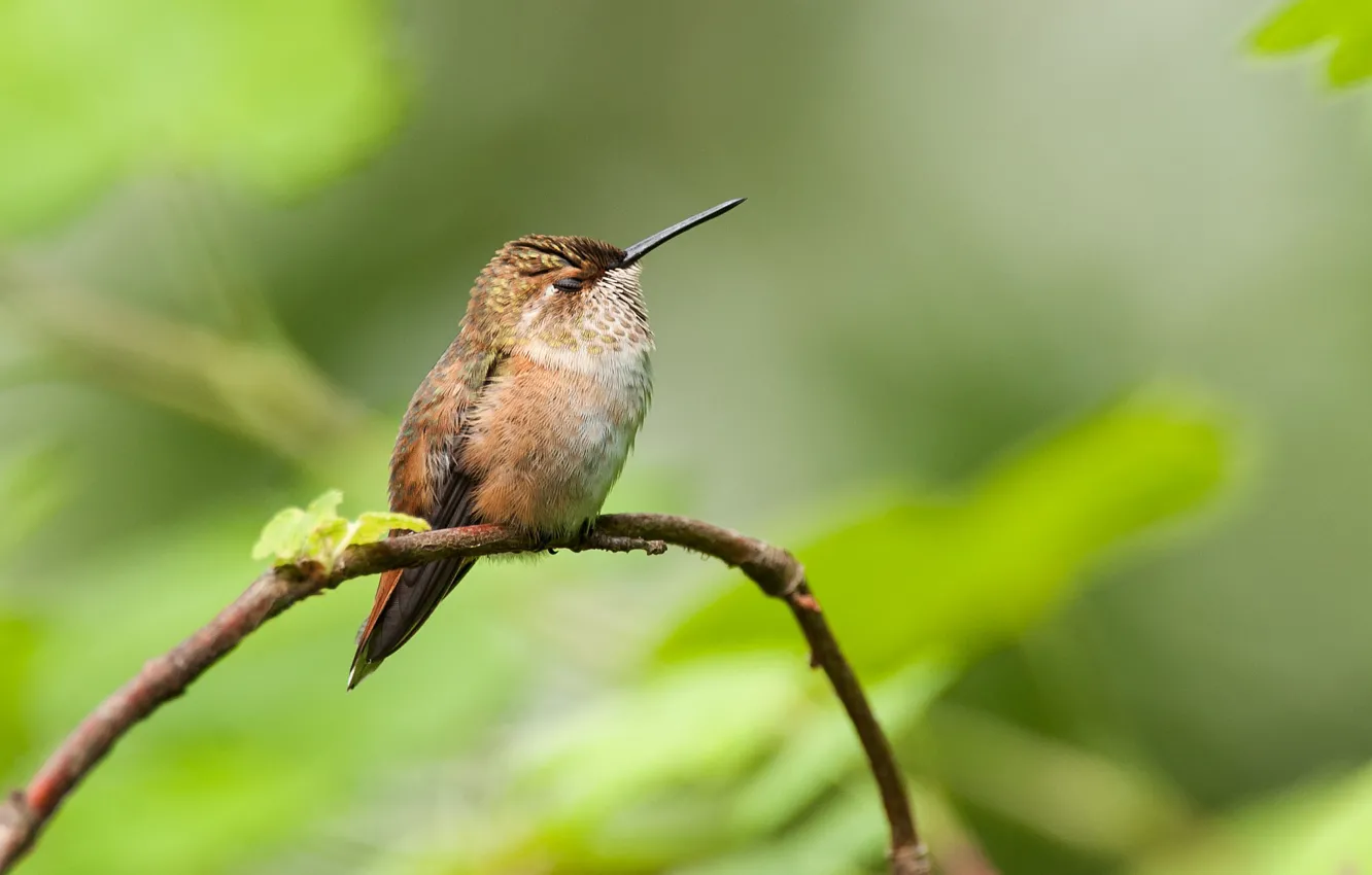 Photo wallpaper branch, beak, Hummingbird, baby
