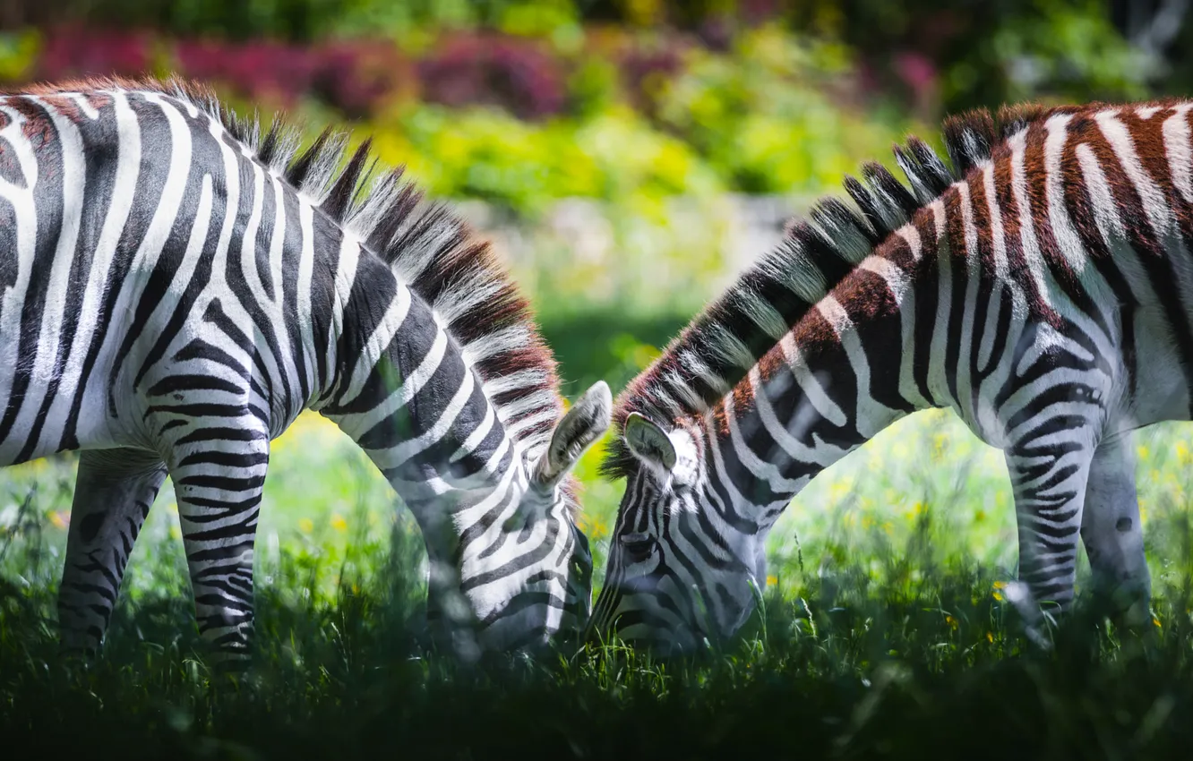 Photo wallpaper light, pose, glade, Zebra, pair, two zebras