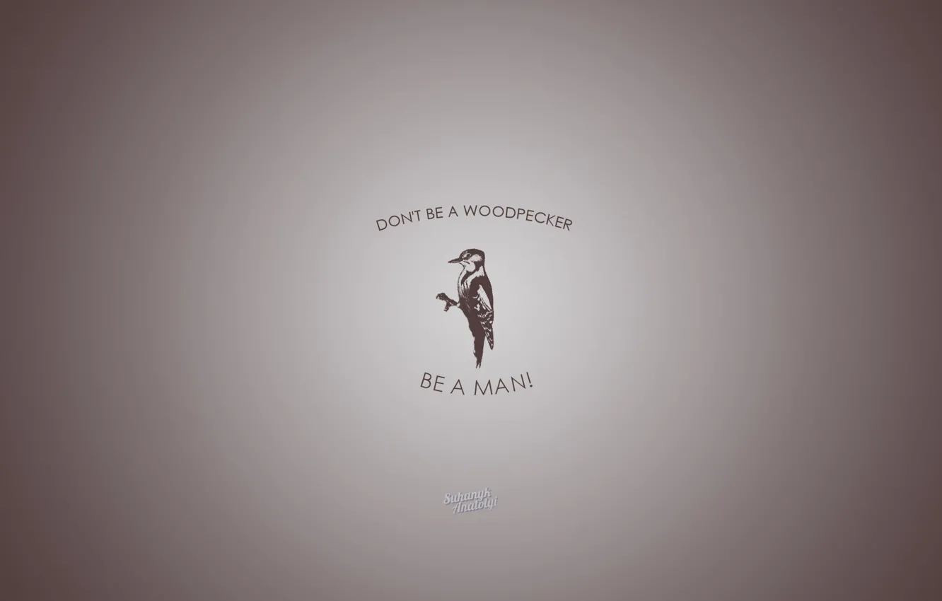 Photo wallpaper grey, animal, woodpecker, brown, dont