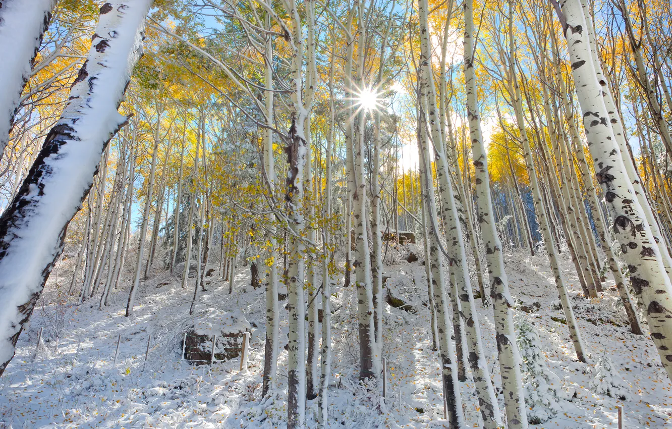 Photo wallpaper forest, leaves, the sun, rays, snow, trees, slope, Colorado