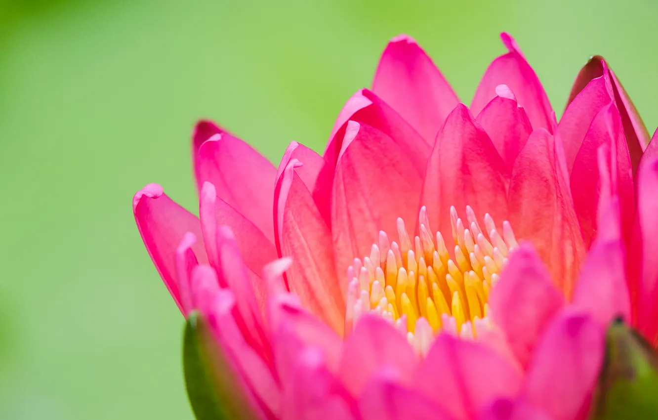 Photo wallpaper flower, pink, Bud, Lotus, water Lily