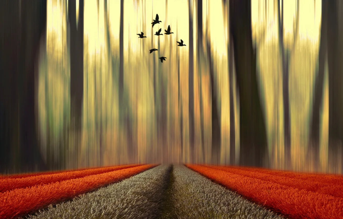 Photo wallpaper style, background, color, installation