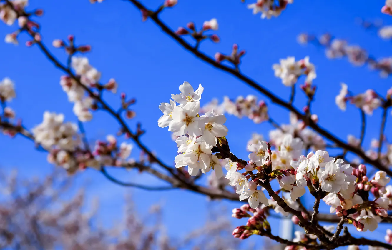 Photo wallpaper the sky, flowers, branches, spring, garden
