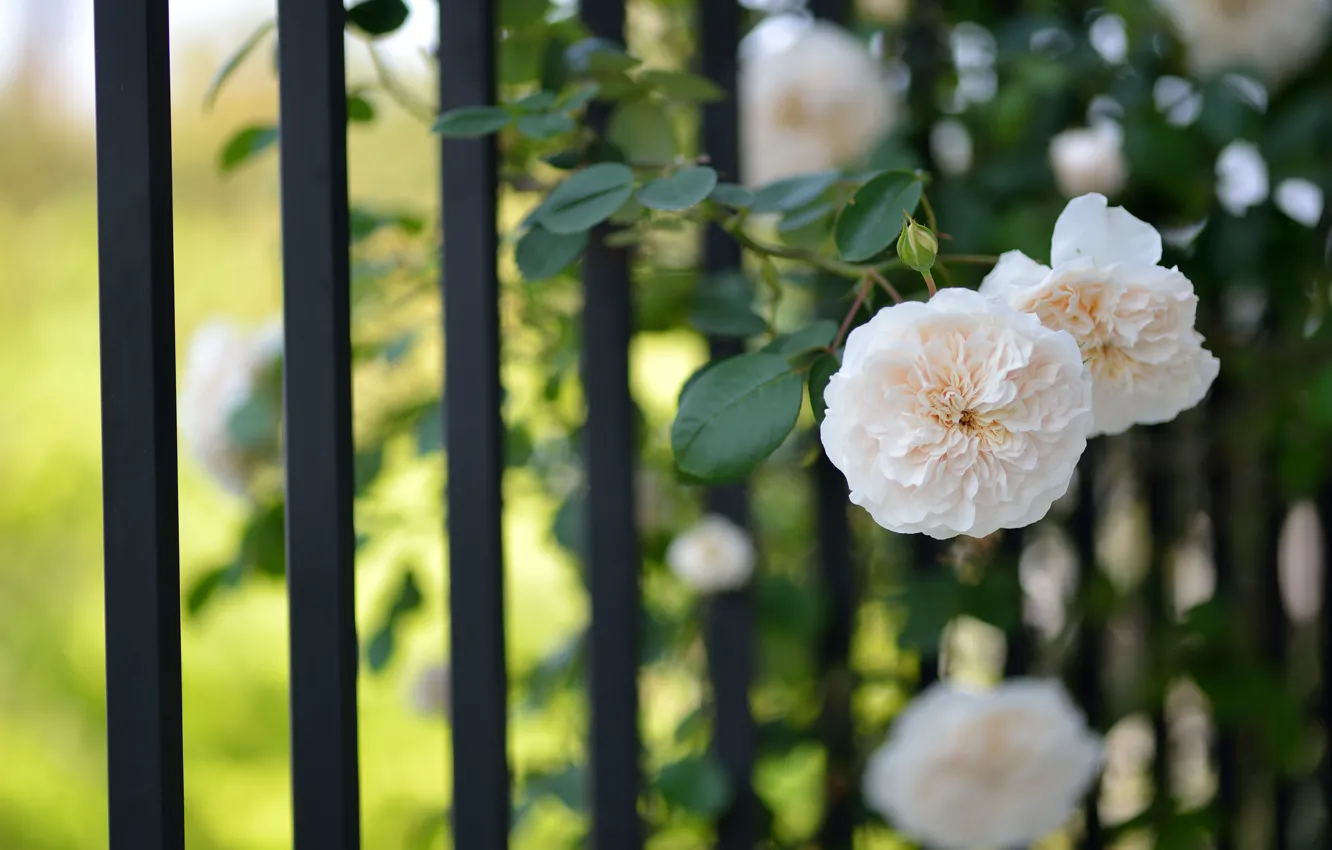 Photo wallpaper flowers, the fence, roses, light, grille