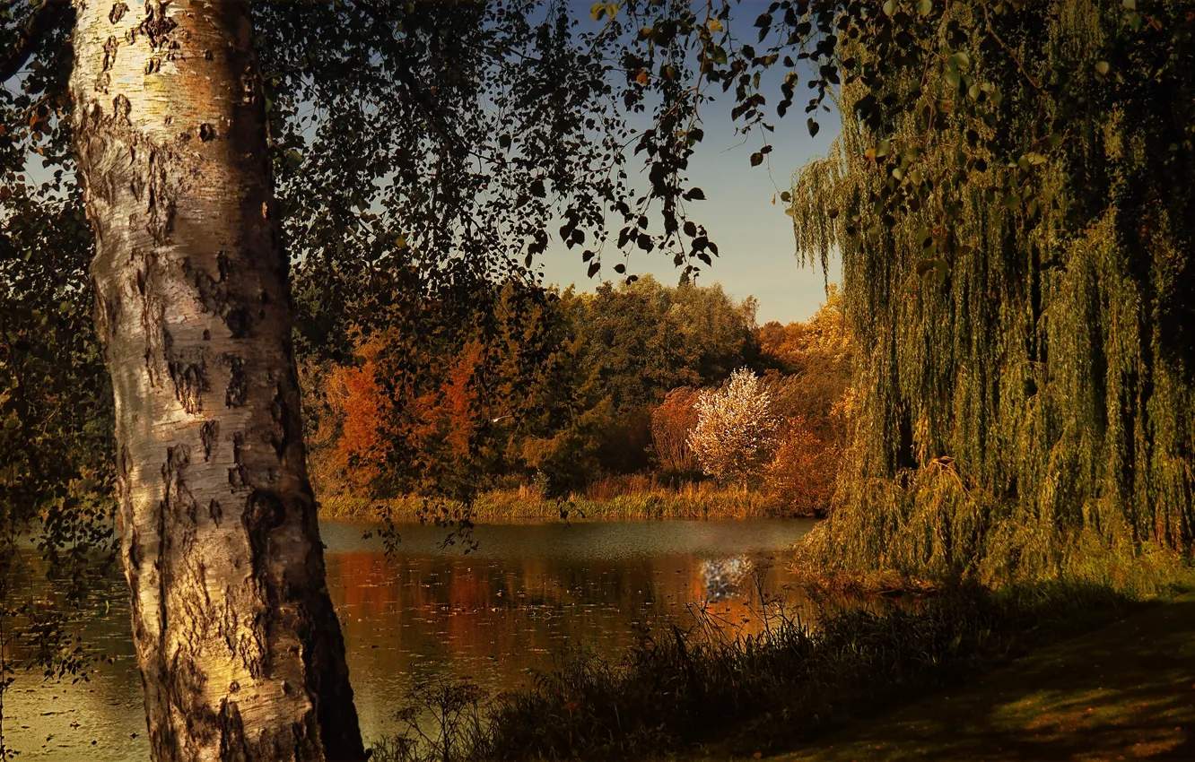 Photo wallpaper autumn, forest, light, trees, lake, pond, thickets, branch