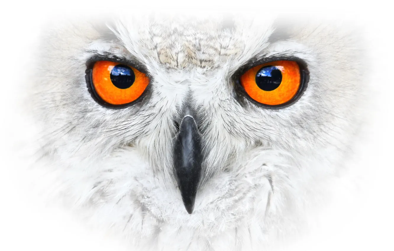 Photo wallpaper background, bird, Eagle Owl
