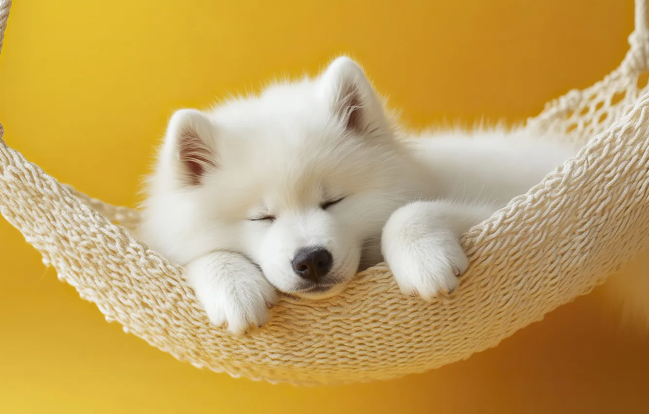 Photo wallpaper pose, sleep, legs, dog, hammock, sleeping, puppy, lies