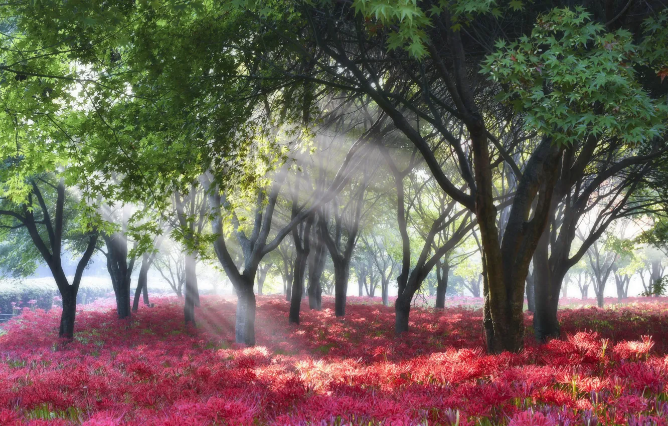 Photo wallpaper rays, trees, landscape, flowers, nature, fog, Park, morning