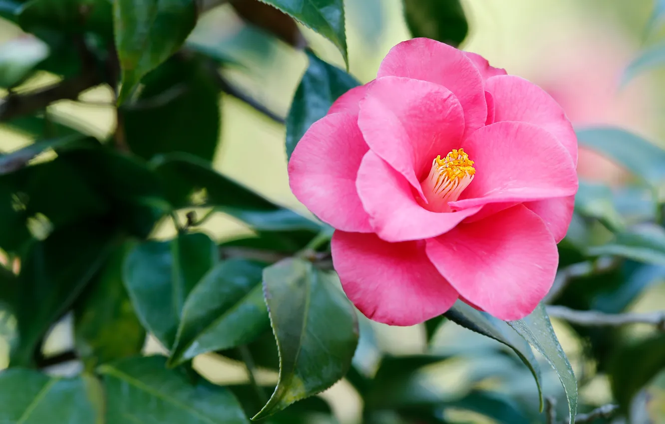 Photo wallpaper leaves, flowers, branches, petals, pink, flowering, Camellia