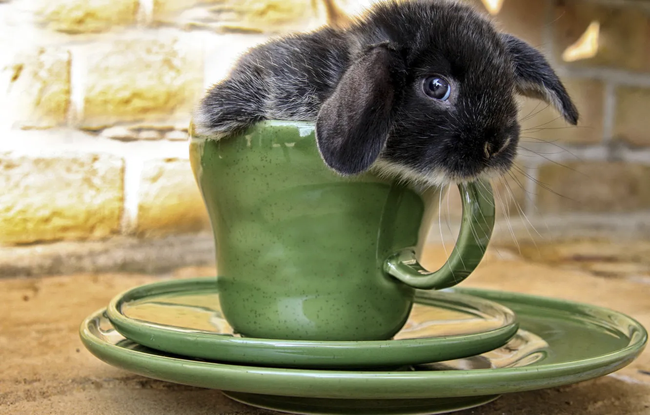 Photo wallpaper rabbit, muzzle, Cup
