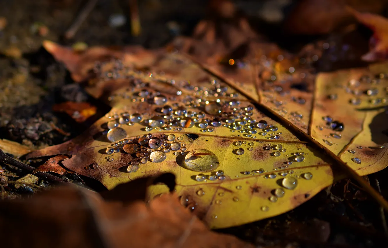 Photo wallpaper autumn, drops, yellow, nature, sheet, earth, leaf, lies