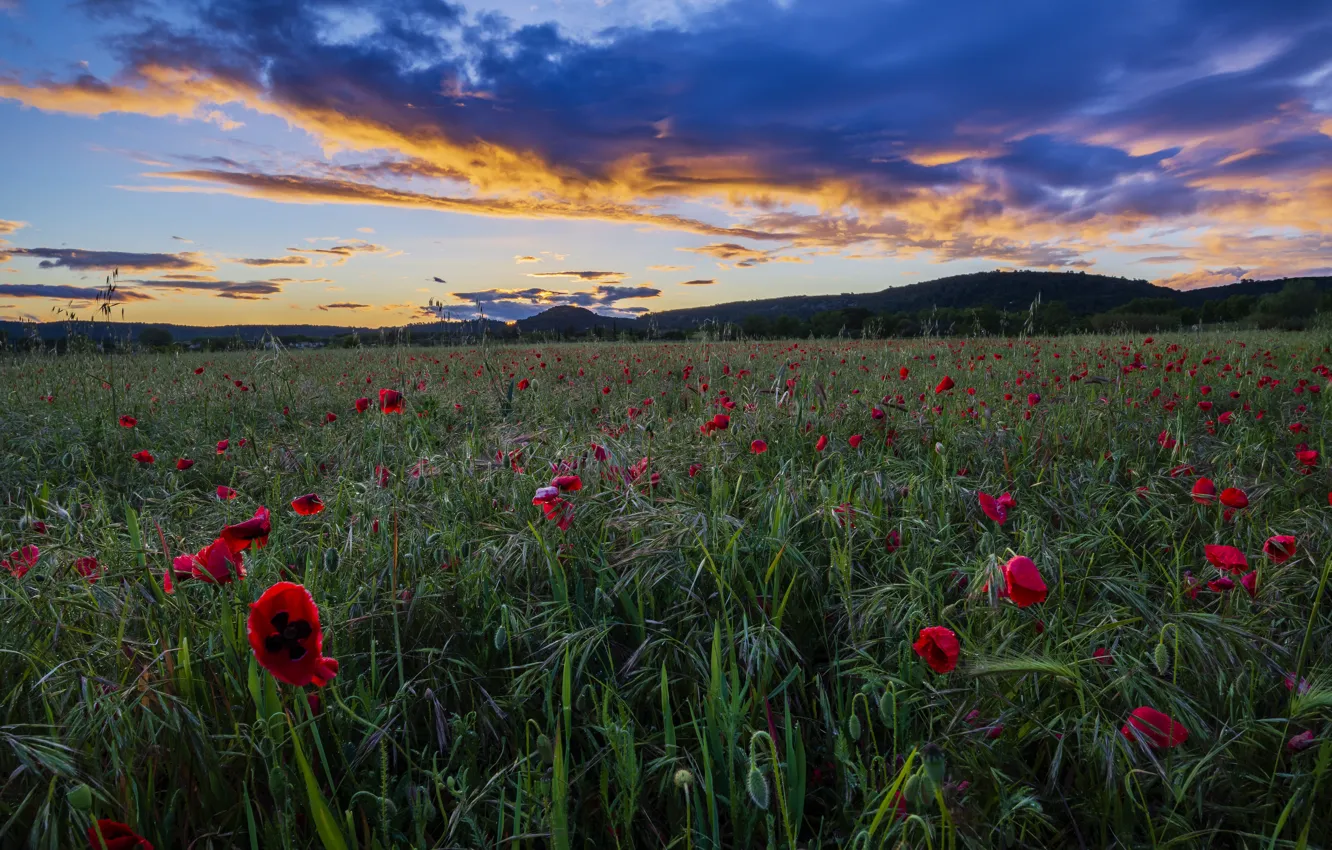 Photo wallpaper the sky, flowers, clouds, hills, Maki, the evening, ears, cereals
