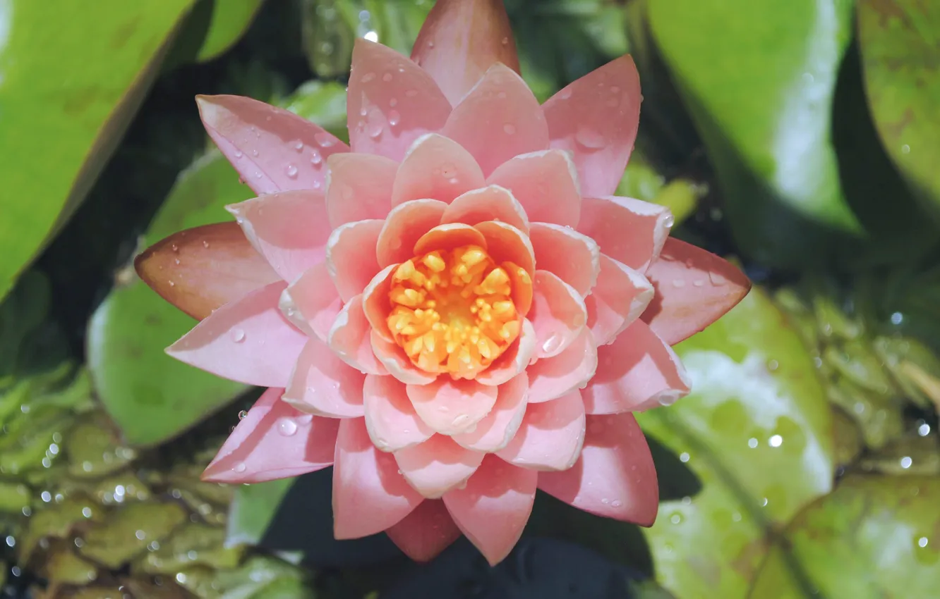 Photo wallpaper macro, pink, Nymphaeum