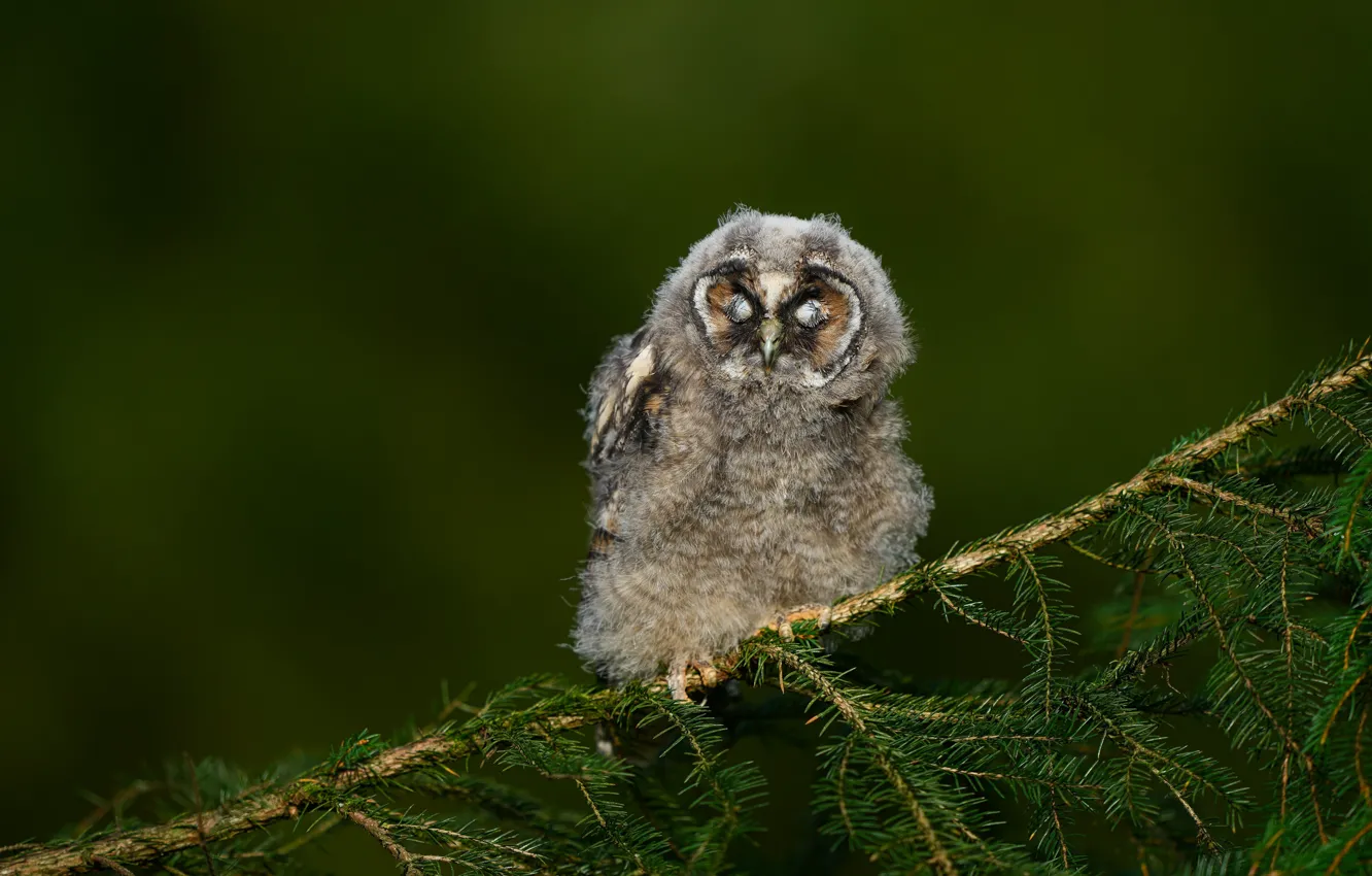 Photo wallpaper branches, owl, sleep, sleeping, needles, Chicks, green background, closed eyes