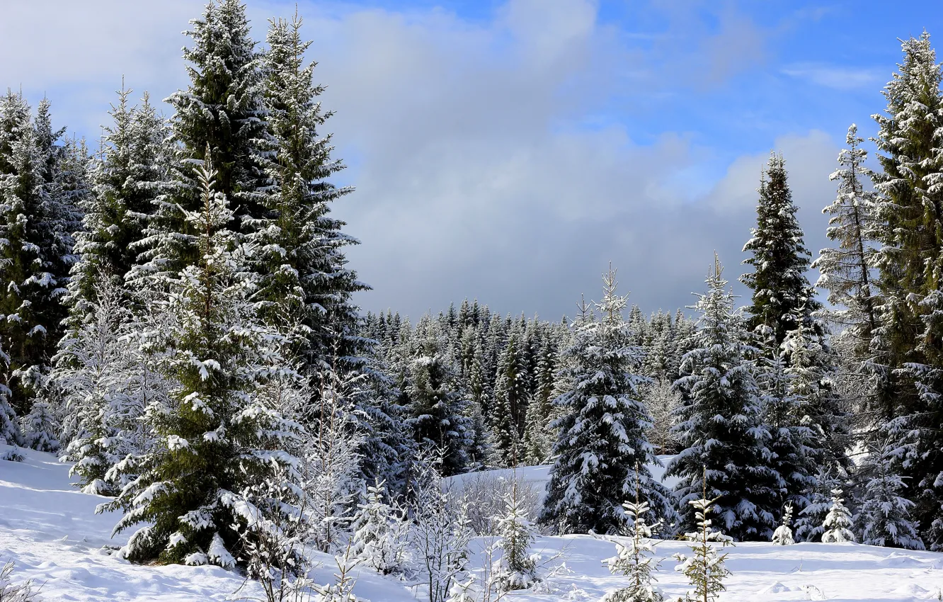 Photo wallpaper winter, forest, the sky, clouds, snow, trees, ate, the snow