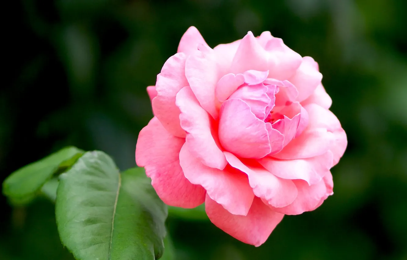 Photo wallpaper leaves, macro, background, roses, petals, pink, bokeh