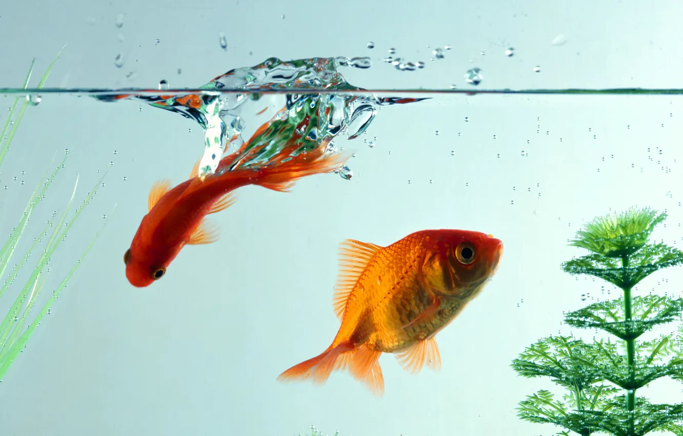 Photo wallpaper water, macro, fish, aquarium, goldfish
