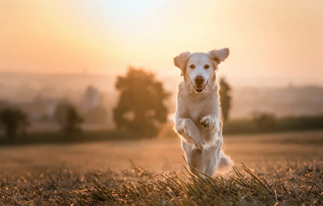 Photo wallpaper look, each, dog