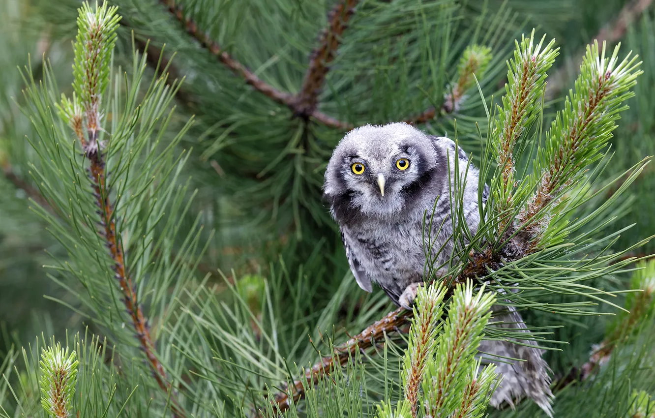 Photo wallpaper look, needles, branches, owl, bird, needles, Chicks, pine