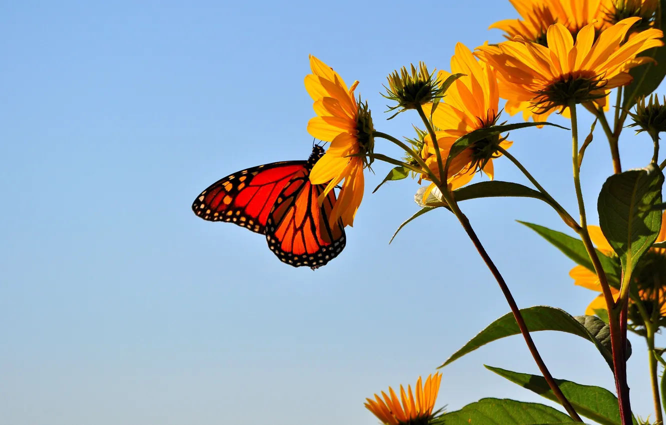 Photo wallpaper the sky, flowers, butterfly