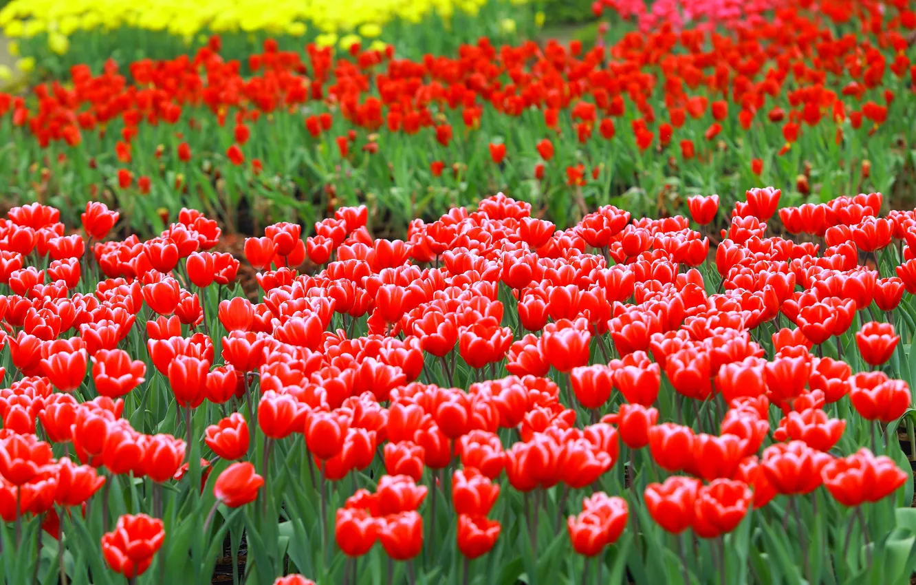 Photo wallpaper flowers, bright, spring, garden, tulips, red, flowerbed, a lot