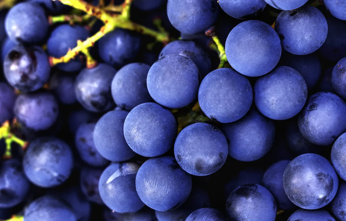 Photo wallpaper macro, a lot, grapes, bunch of grapes, blue