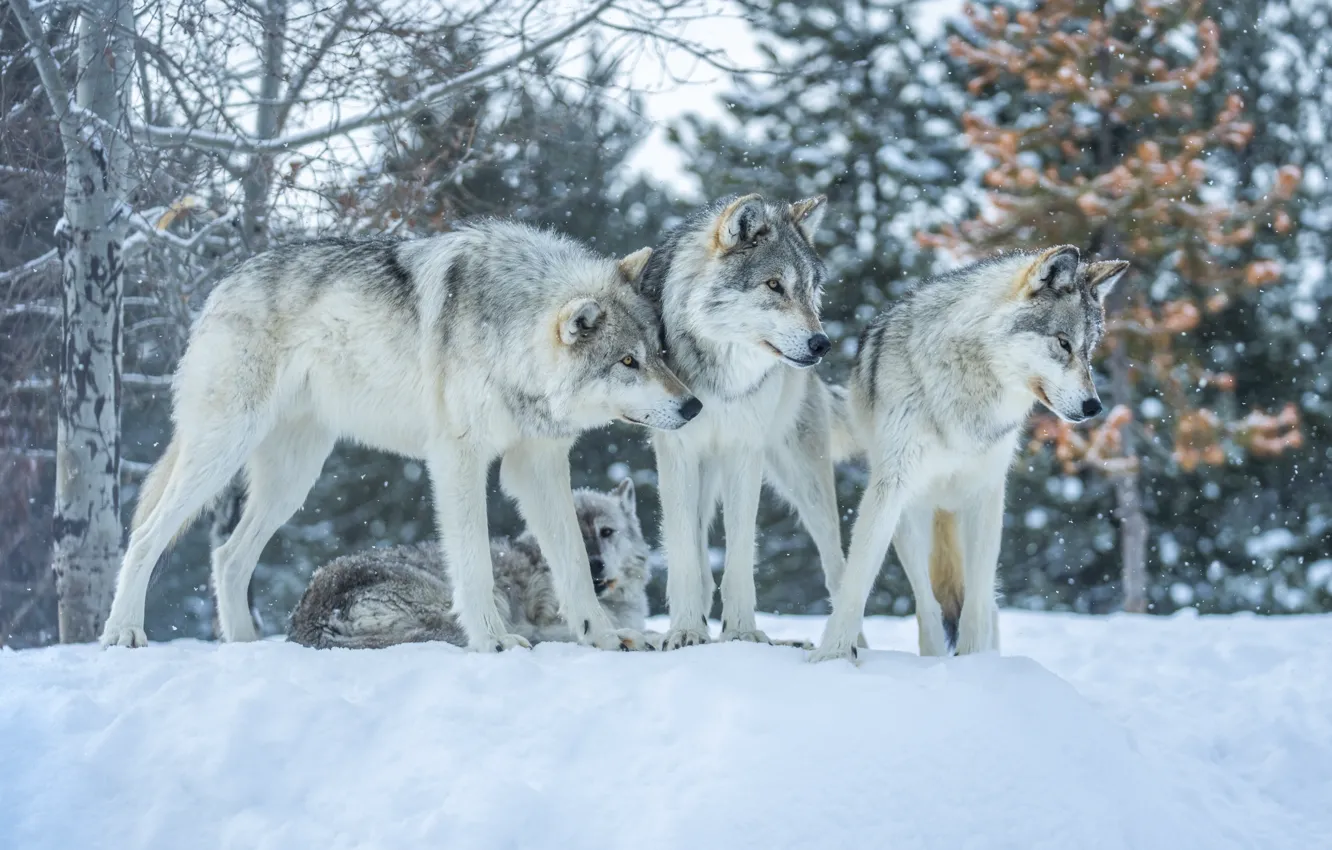 Photo wallpaper winter, snow, predators, pack, wolves, orderlies of the forest