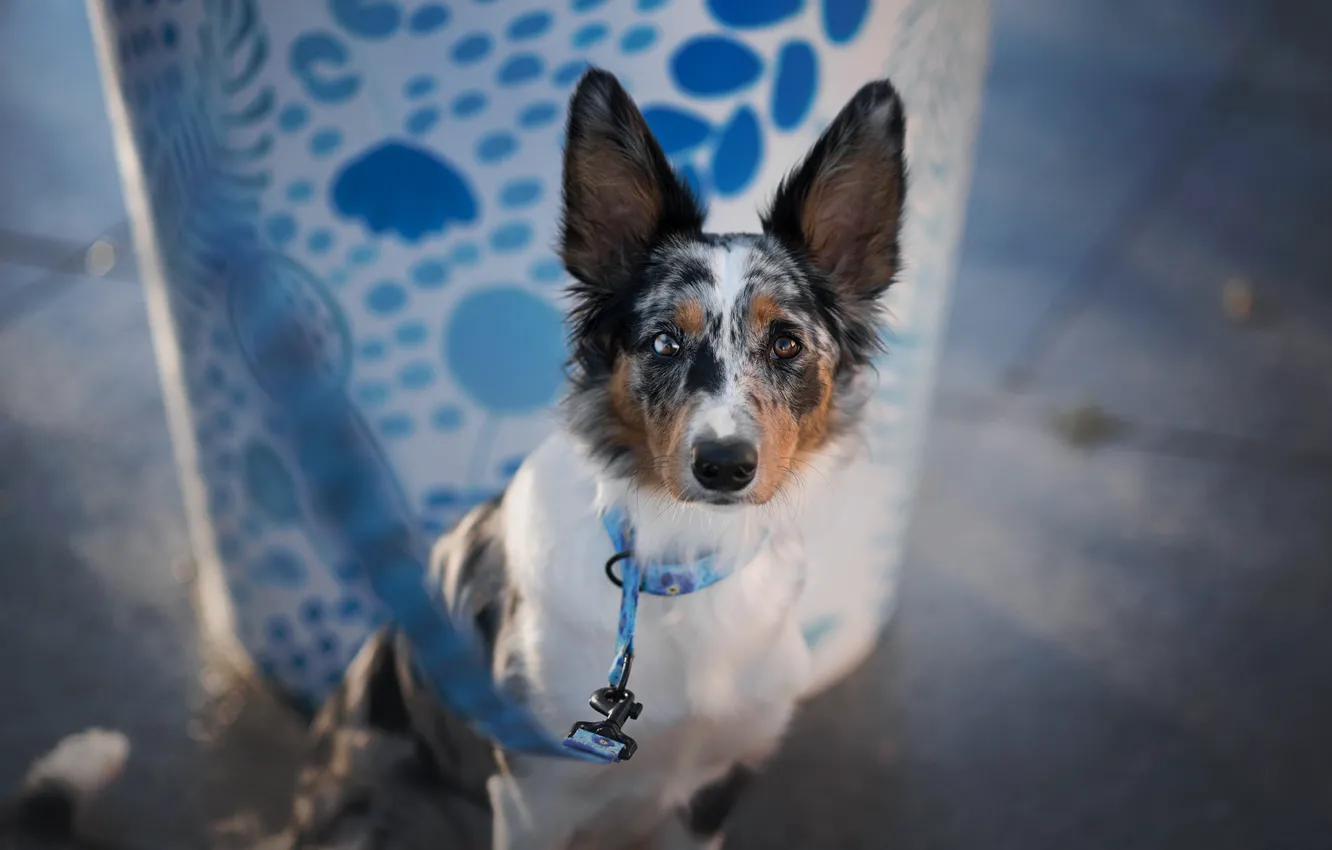 Photo wallpaper look, face, glass, pose, background, blue, pattern, street