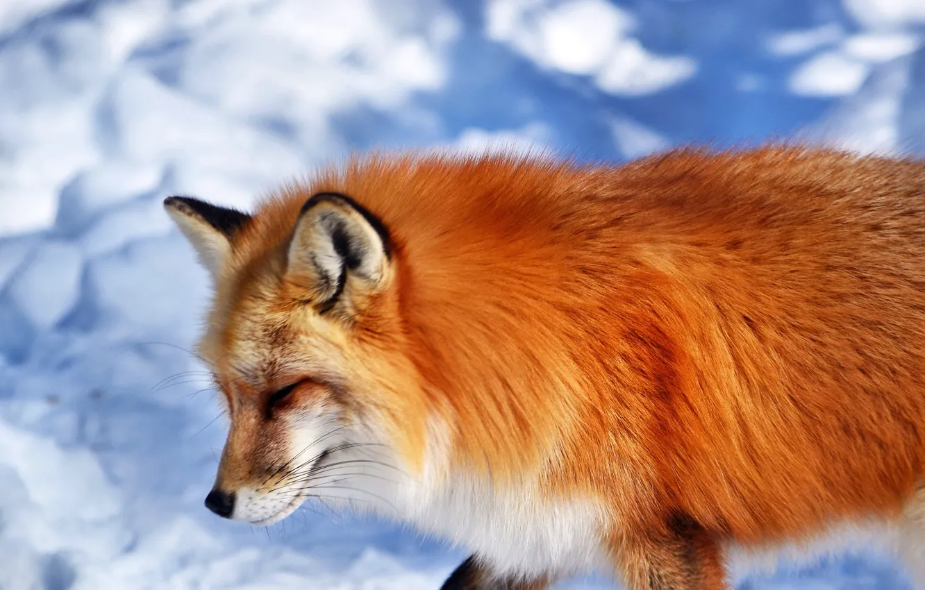 Photo wallpaper snow, animal, muzzle, Fox, red, Fox