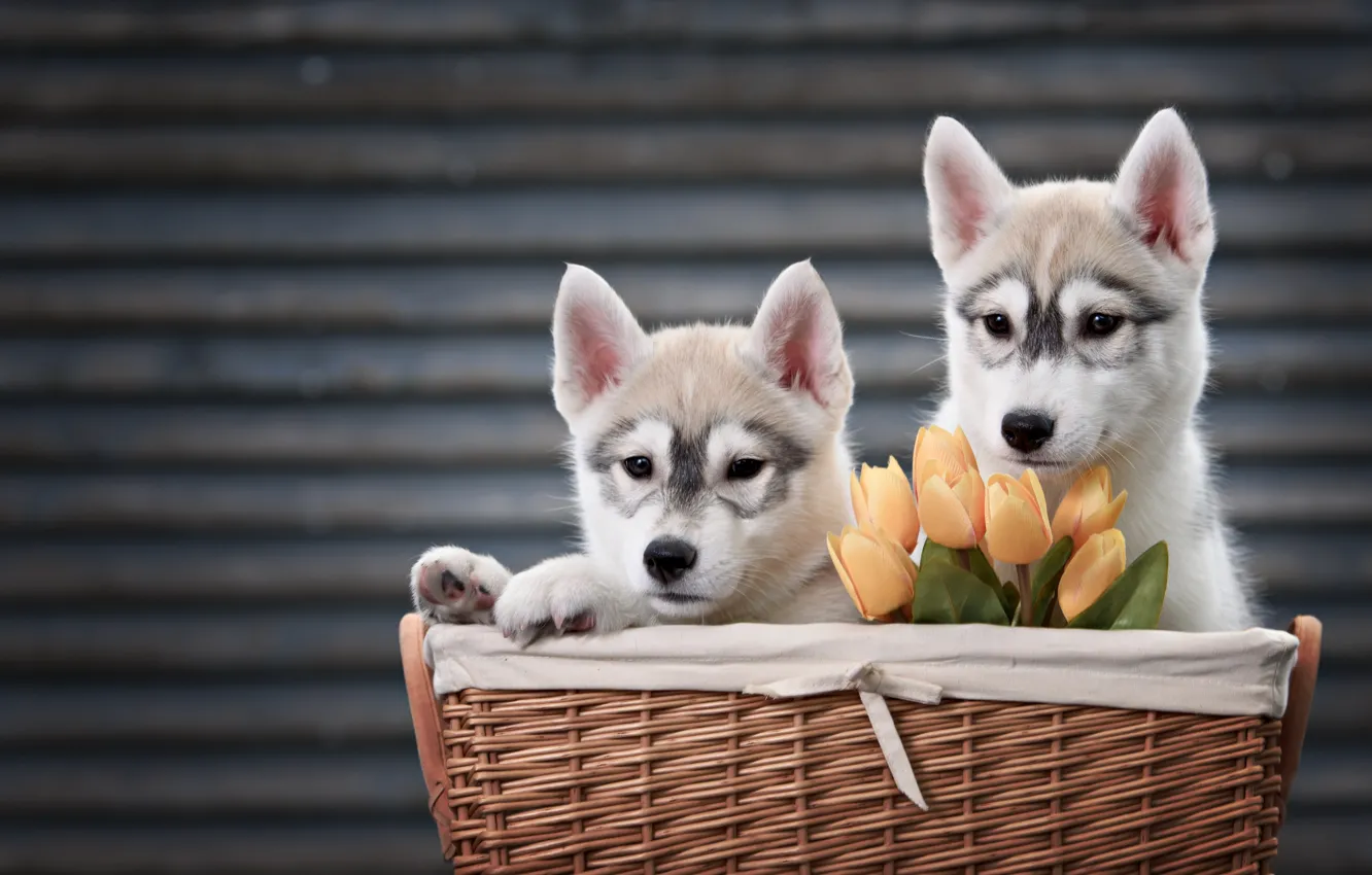 Photo wallpaper animals, dogs, flowers, basket, puppies, pair, tulips, husky