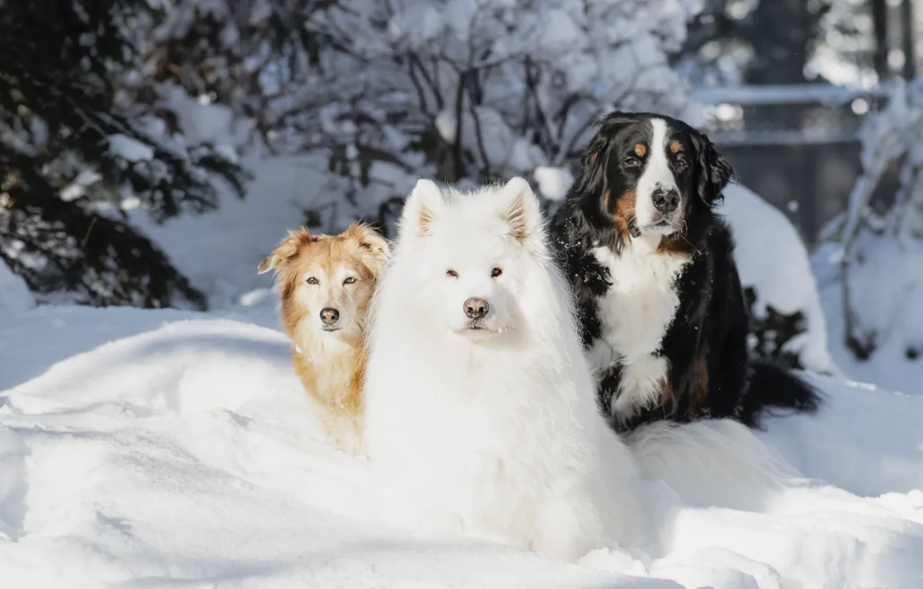 Photo wallpaper winter, look, snow, nature, pose, dog, face, Samoyed