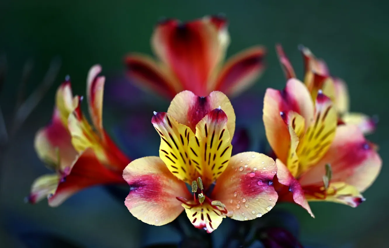 Photo wallpaper drops, flowers, bright, bokeh, Alstroemeria