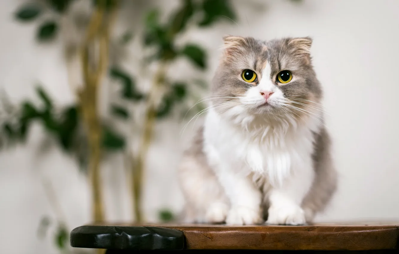 Photo wallpaper cat, look, background