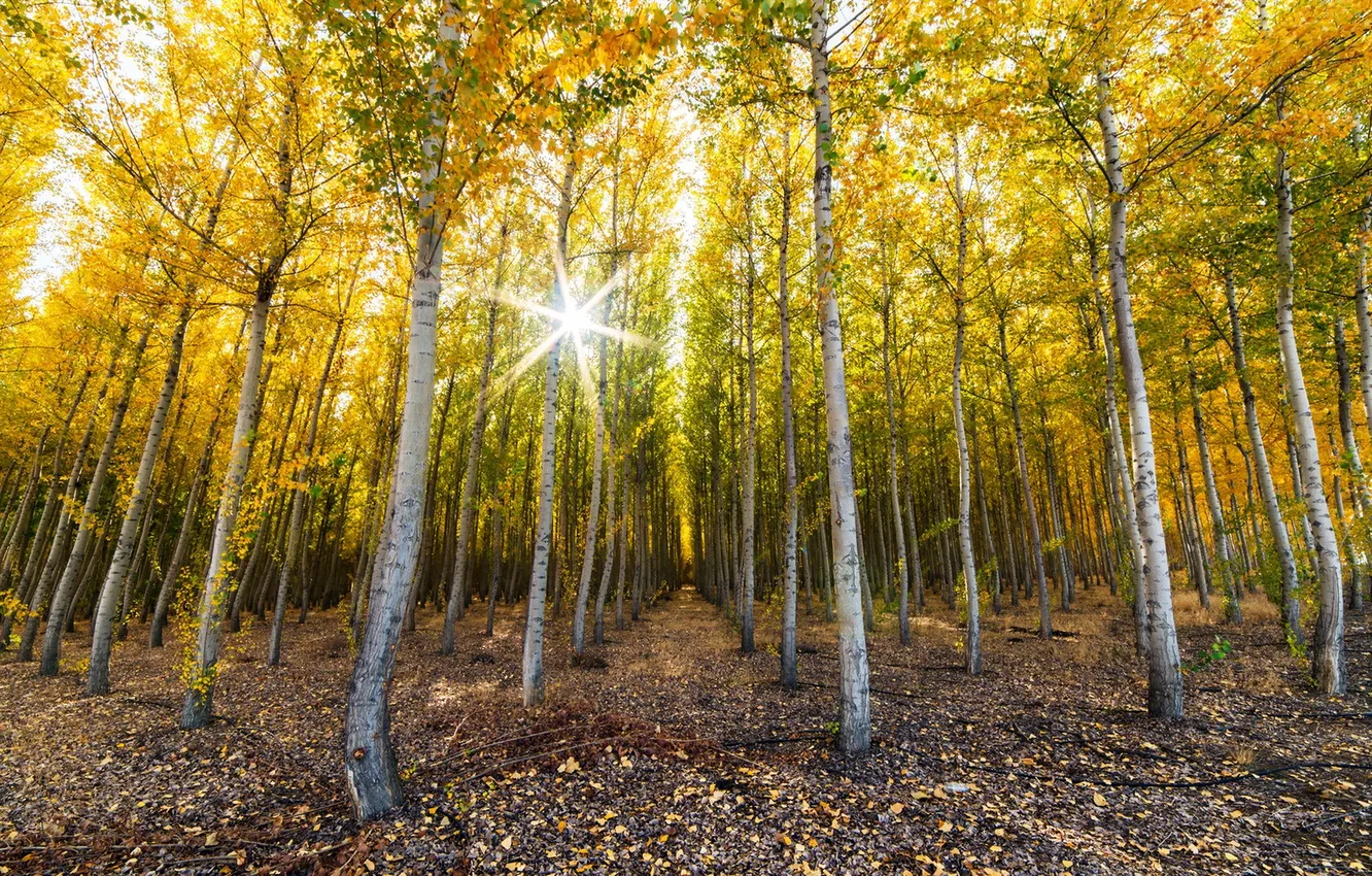 Photo wallpaper autumn, forest, trees