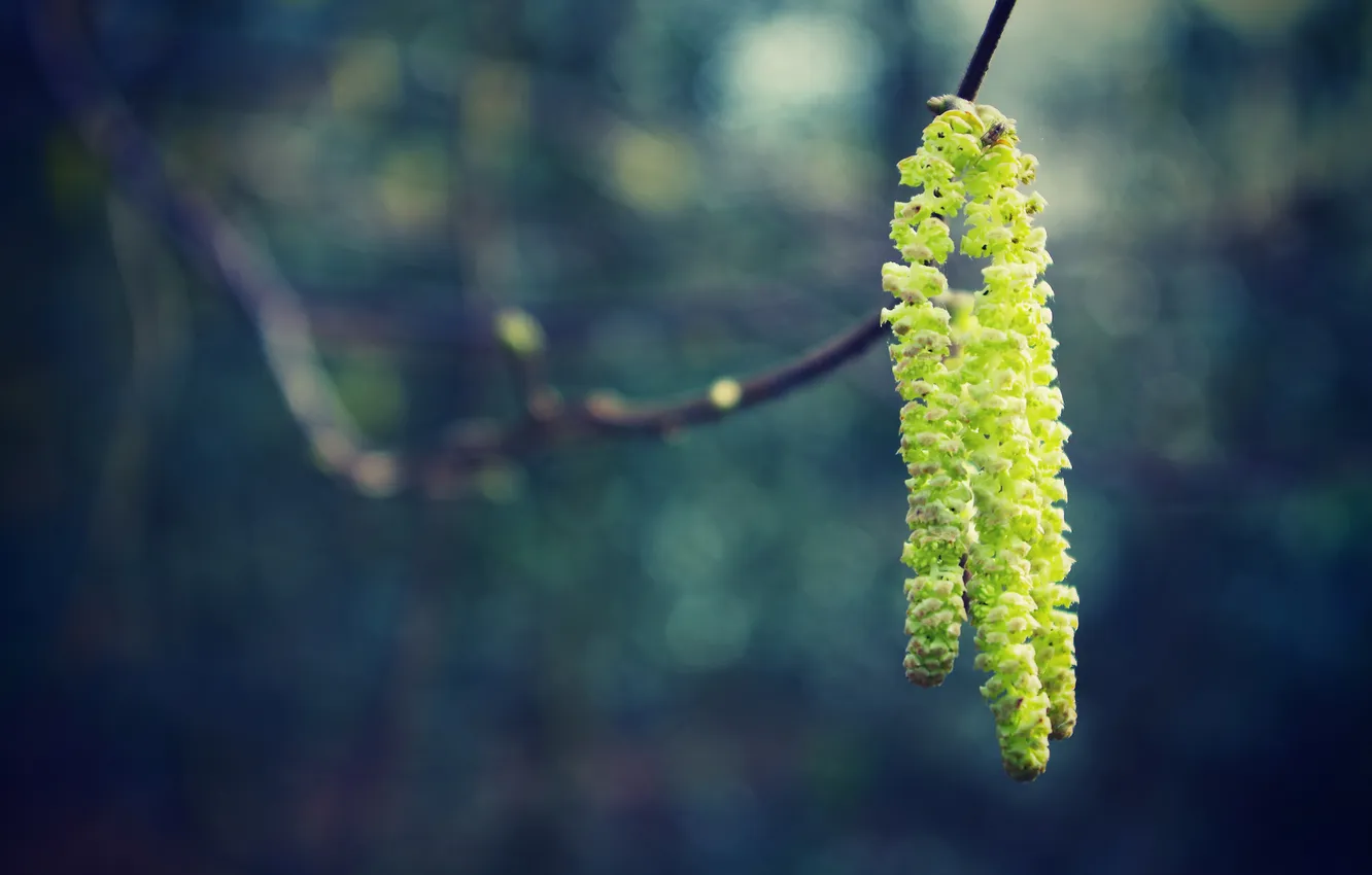 Photo wallpaper macro, branches, color, spring, earrings, razmytost