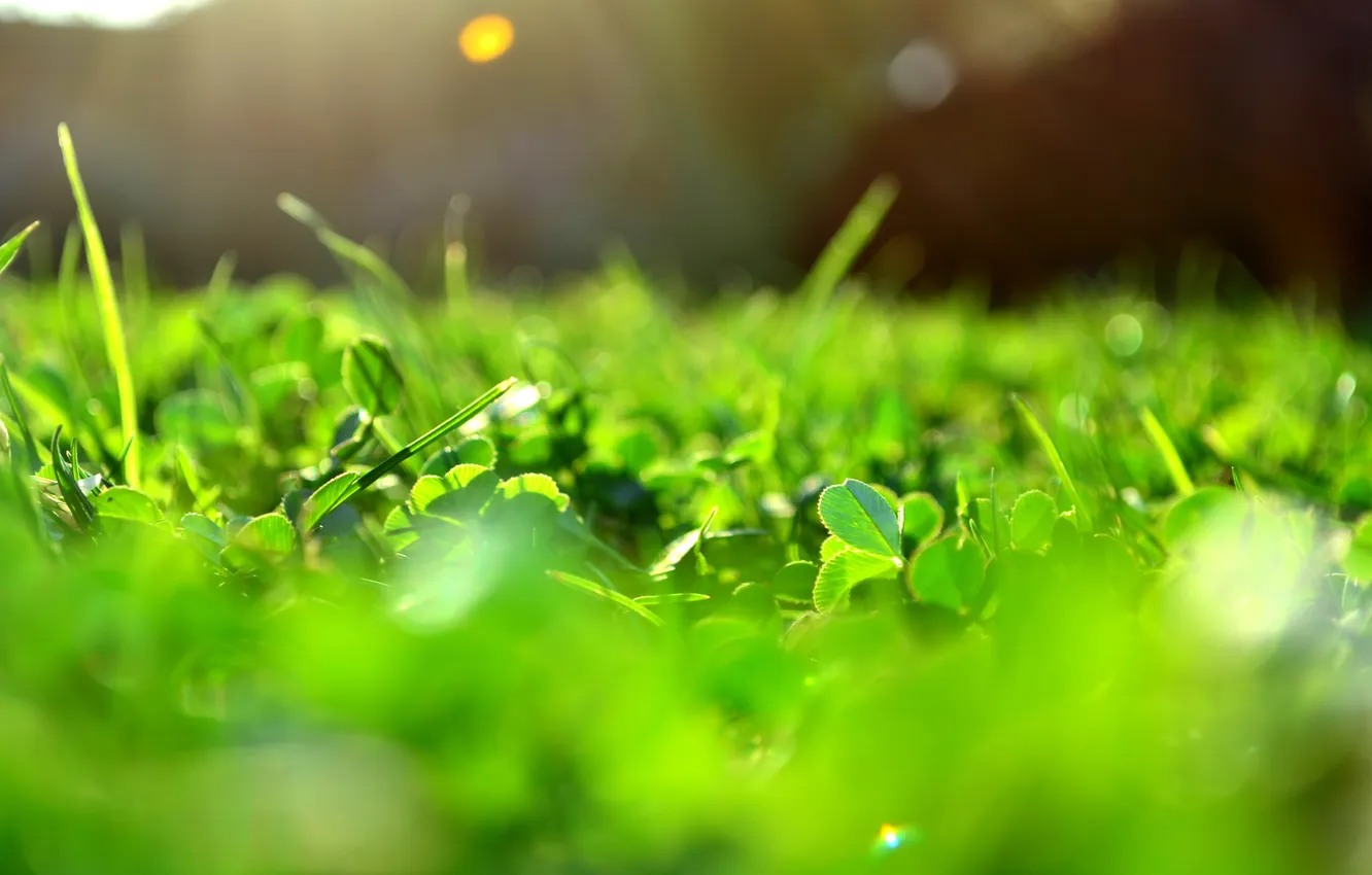 Photo wallpaper greens, the sun, macro, rays, light, glare, Grass, clover