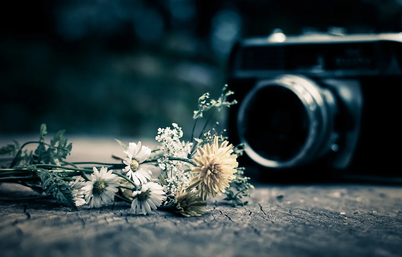 Photo wallpaper macro, the camera, Wild Flowers