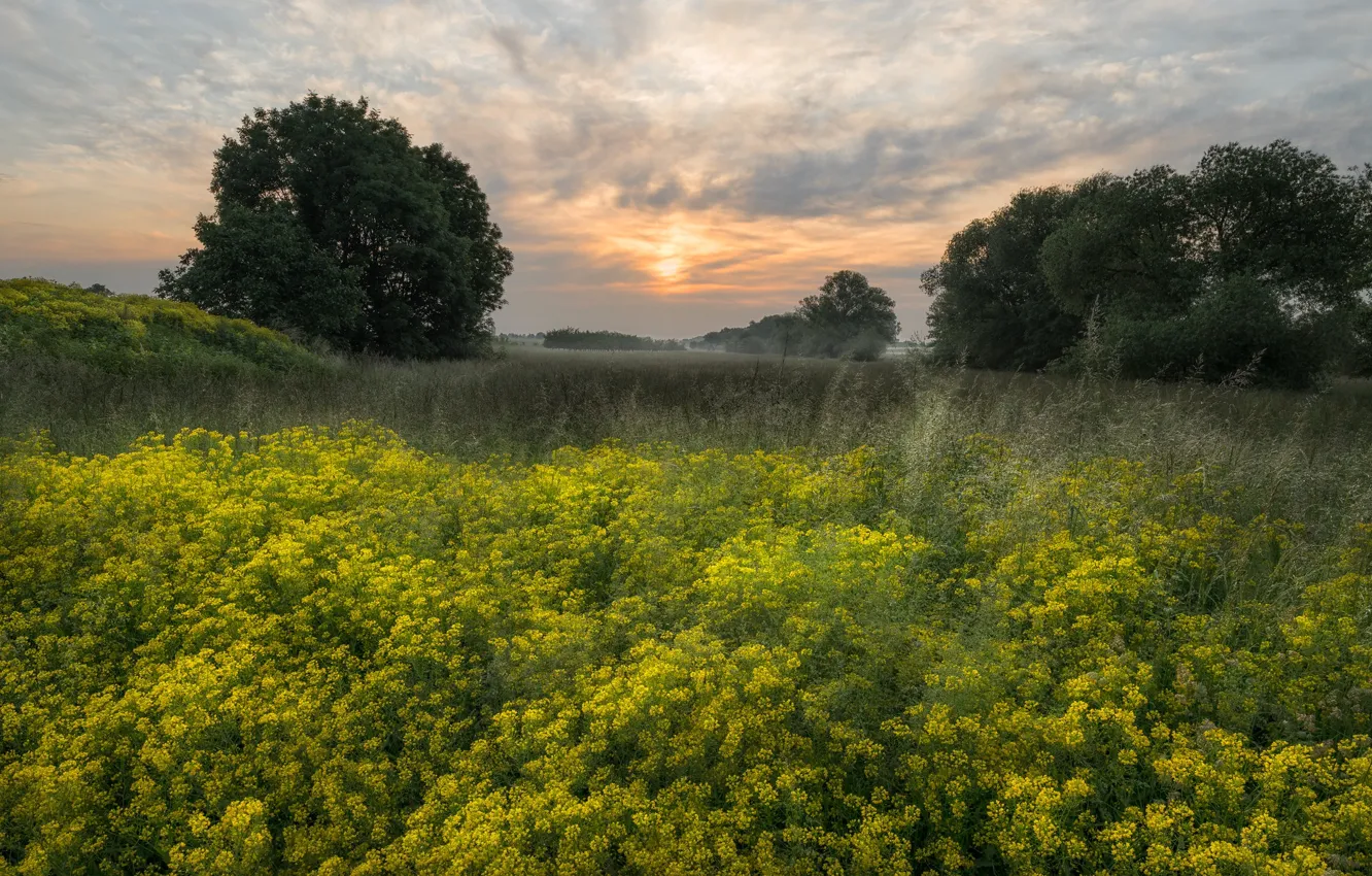 Photo wallpaper field, clouds, trees, flowers, yellow, dawn, morning, haze