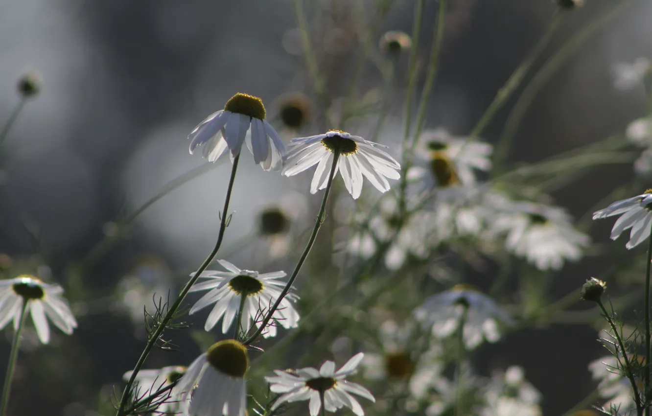 Photo wallpaper white, flower, meadow, blooming
