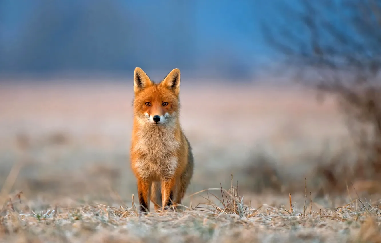 Photo wallpaper frost, grass, look, nature, animal, Fox, fox