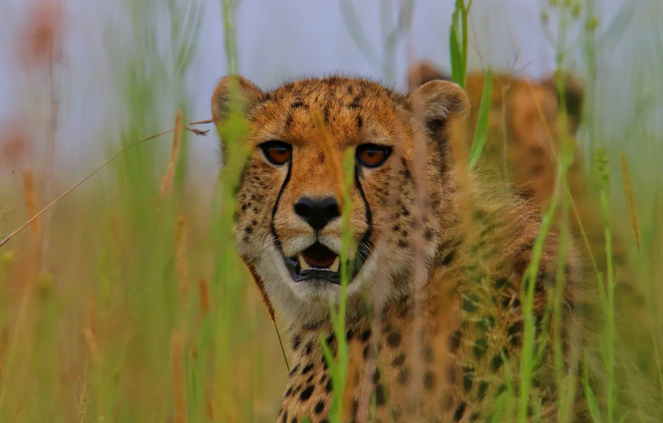 Photo wallpaper grass, look, face, wild cat, Cheetah
