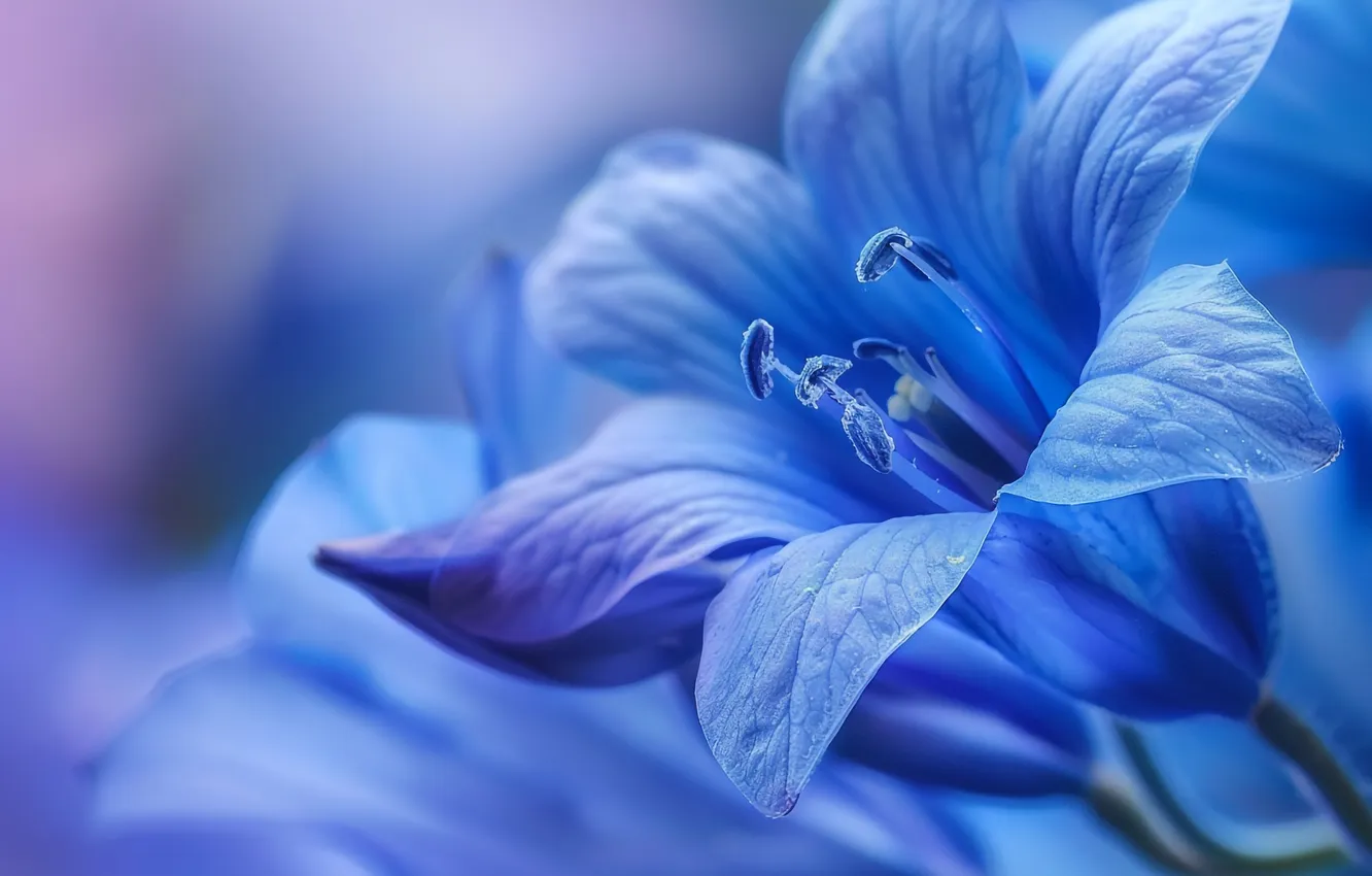 Photo wallpaper macro, flowers, blue, blue, petals, stamens, bells, bokeh
